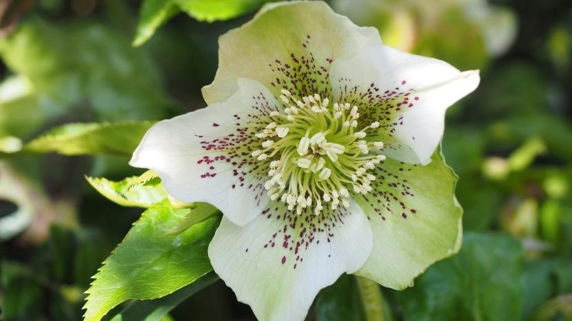 Helleborus