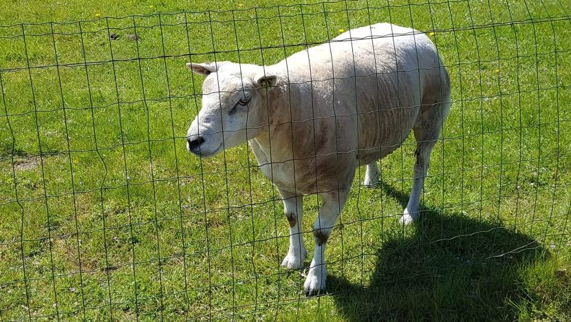 schaap