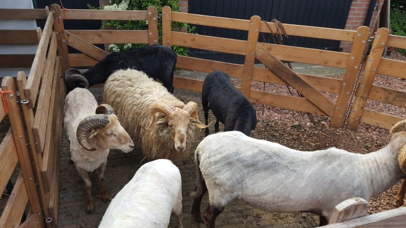 geschoren schapen