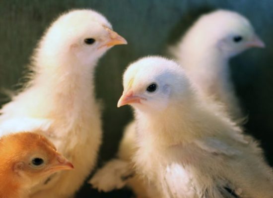 kuikens